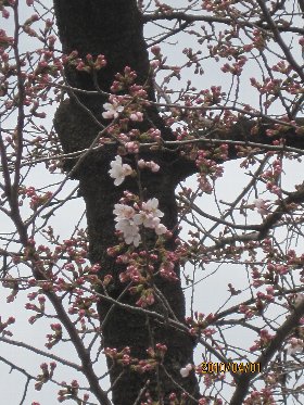 �e�l�`���b�s�[ �c�i����