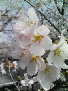 �e�l�`���b�s�[ �c�i����