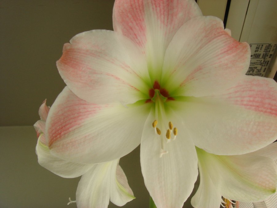 �e�l�`���b�s�[ �c�i����