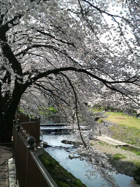 �e�l�`���b�s�[ �c�i����