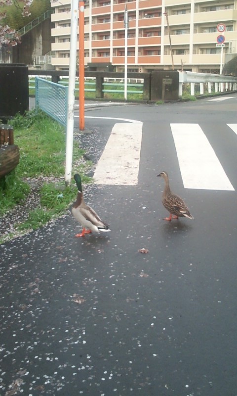 �e�l�`���b�s�[ �c�i����