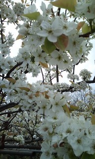 �e�l�`���b�s�[ �c�i����