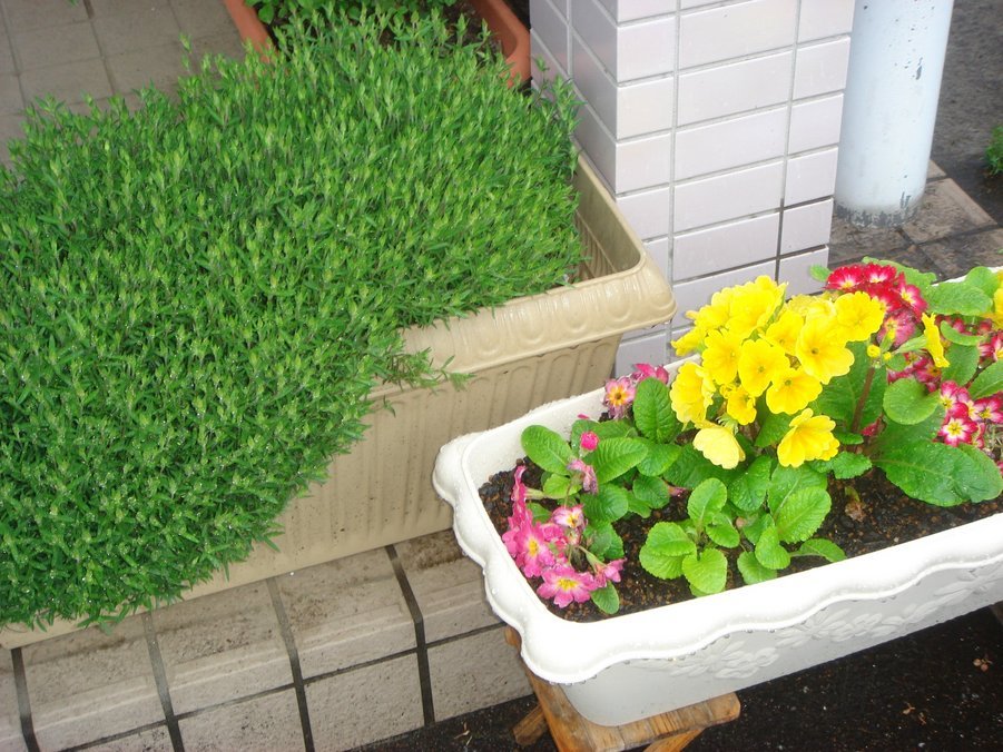 �e�l�`���b�s�[ �c�i����