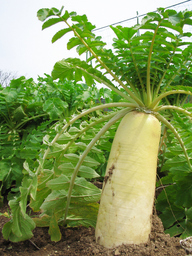 �e�l�`���b�s�[ �c�i����