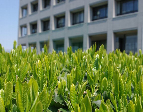 �e�l�`���b�s�[ �c�i����