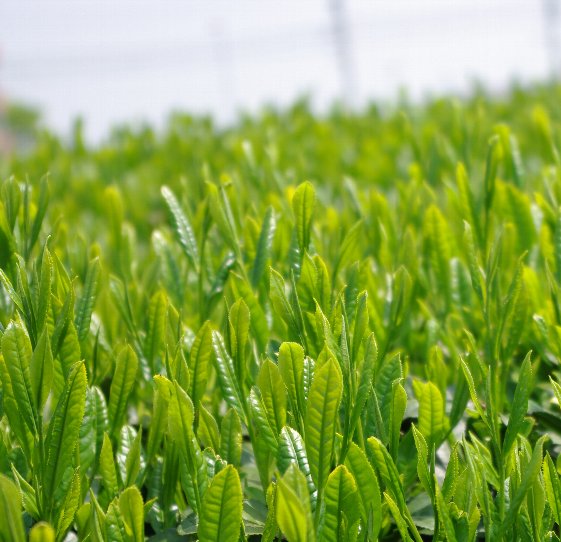 �e�l�`���b�s�[ �c�i����