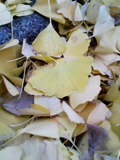 �e�l�`���b�s�[ �c�i����