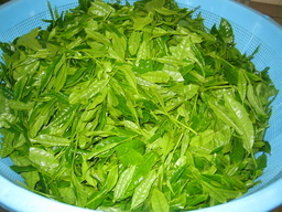 �e�l�`���b�s�[ �c�i����