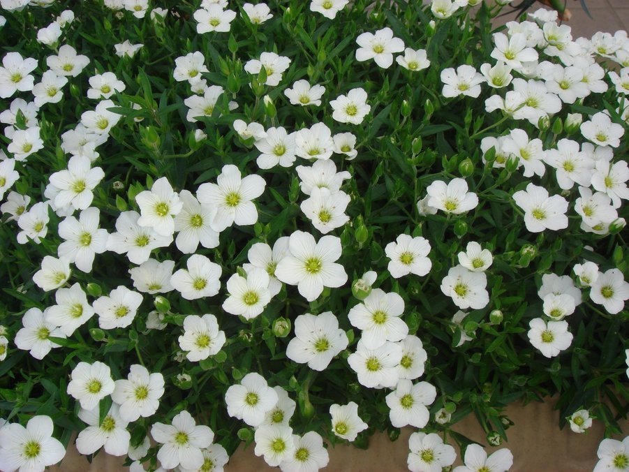 �e�l�`���b�s�[ �c�i����