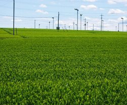 �e�l�`���b�s�[ �c�i����