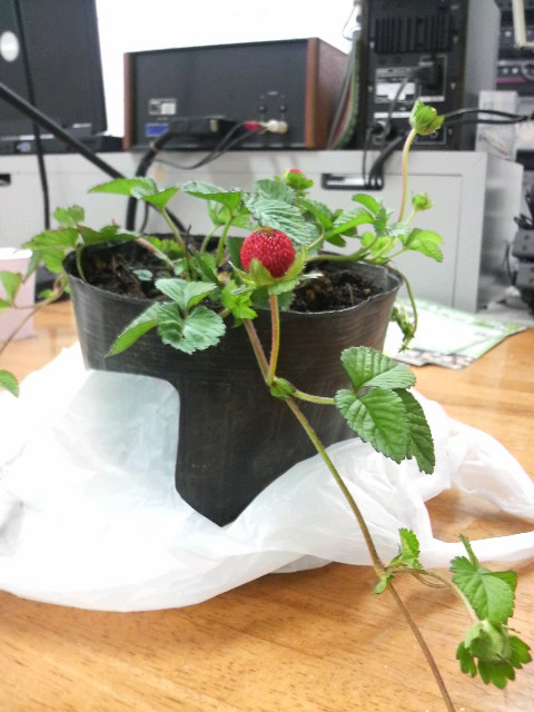 �e�l�`���b�s�[ �c�i����