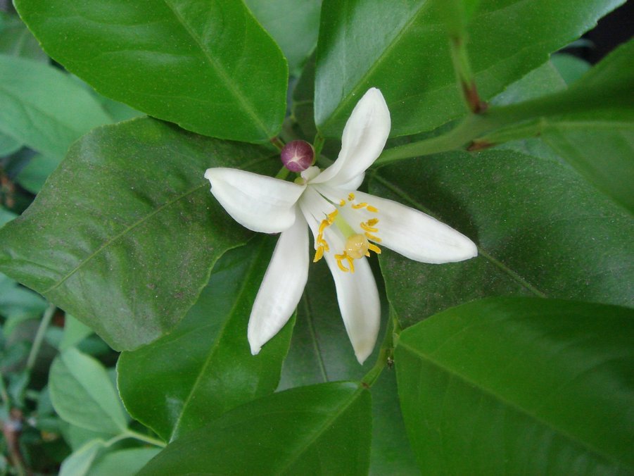 �e�l�`���b�s�[ �c�i����