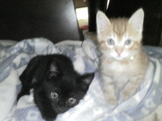 �e�l�`���b�s�[ �c�i����