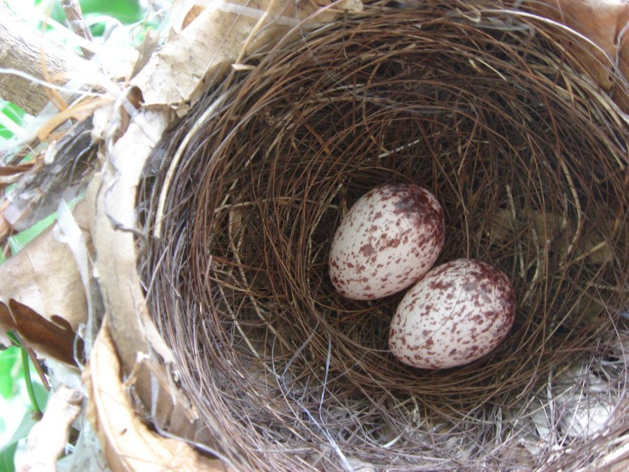 �e�l�`���b�s�[ �c�i����