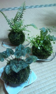 �e�l�`���b�s�[ �c�i����