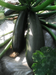 �e�l�`���b�s�[ �c�i����