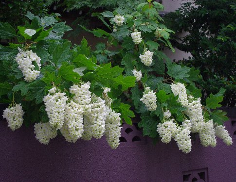 �e�l�`���b�s�[ �c�i����