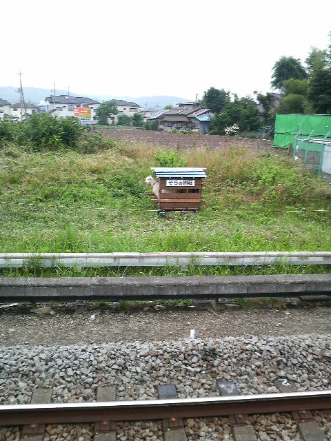 �e�l�`���b�s�[ �c�i����