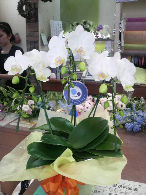 �e�l�`���b�s�[ �c�i����