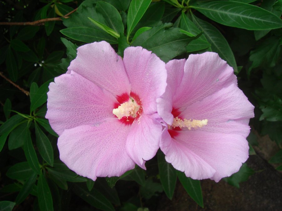 �e�l�`���b�s�[ �c�i����