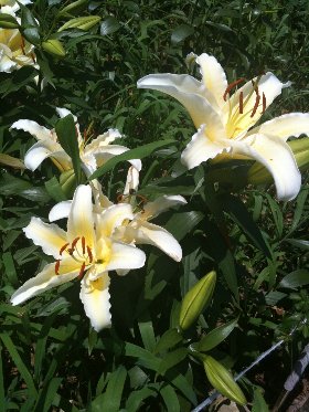 �e�l�`���b�s�[ �c�i����