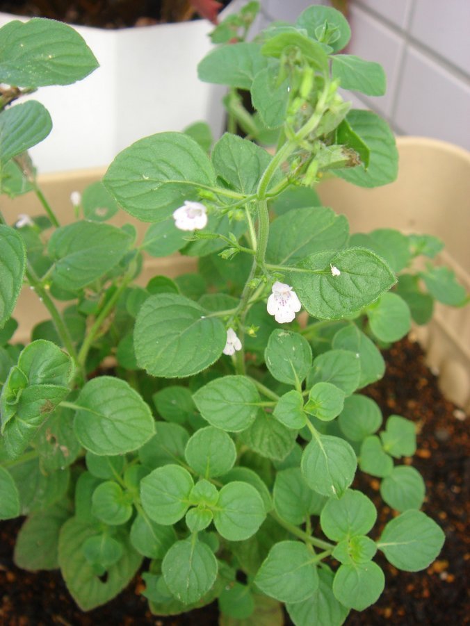 �e�l�`���b�s�[ �c�i����