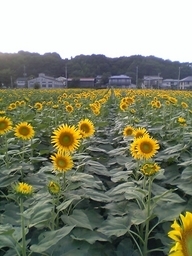 �e�l�`���b�s�[ �c�i����