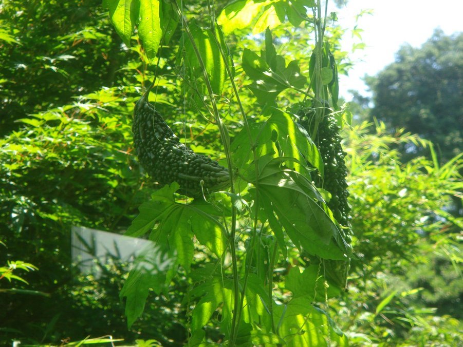 �e�l�`���b�s�[ �c�i����