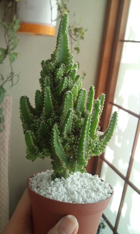 �e�l�`���b�s�[ �c�i����