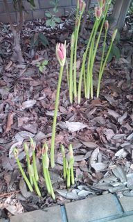 �e�l�`���b�s�[ �c�i����