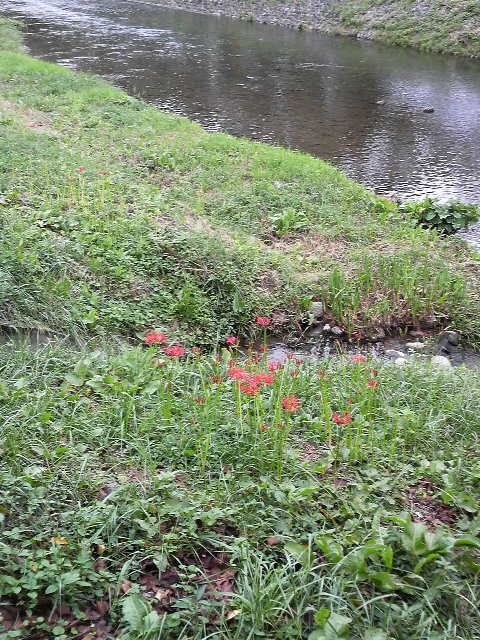 �e�l�`���b�s�[ �c�i����