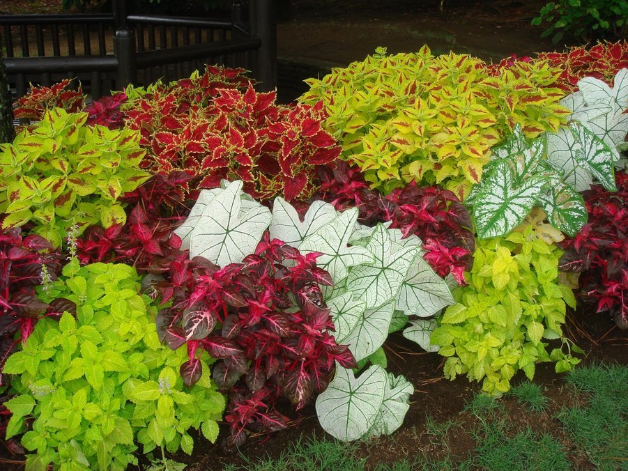 �e�l�`���b�s�[ �c�i����