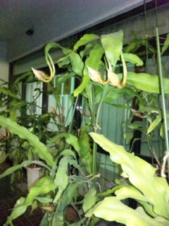 �e�l�`���b�s�[ �c�i����