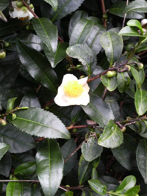 �e�l�`���b�s�[ �c�i����