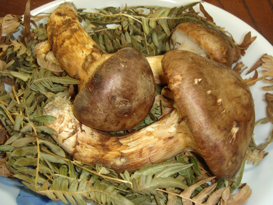 �e�l�`���b�s�[ �c�i����