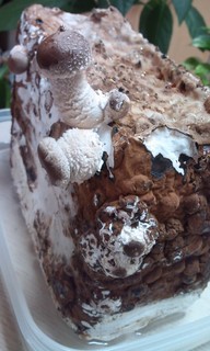 �e�l�`���b�s�[ �c�i����