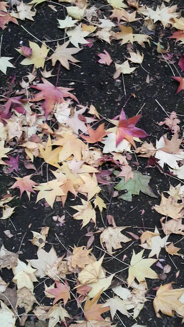 �e�l�`���b�s�[ �c�i����