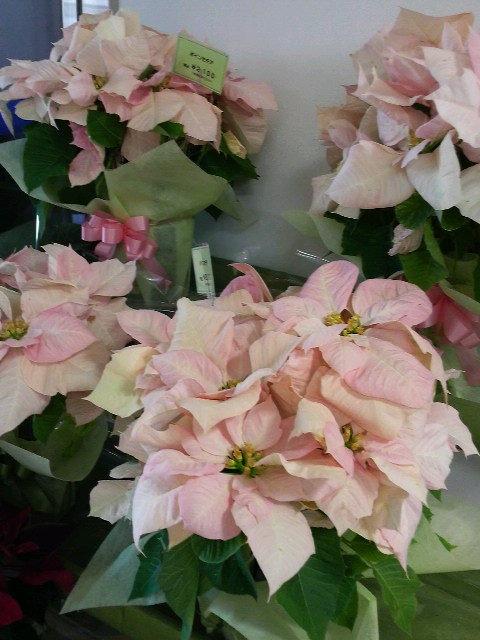 �e�l�`���b�s�[ �c�i����