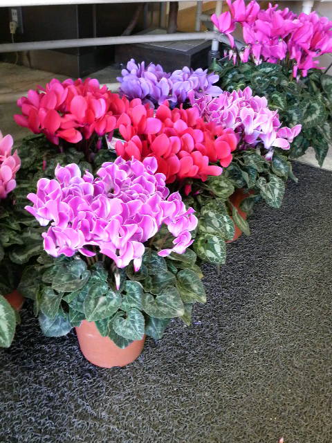 �e�l�`���b�s�[ �c�i����