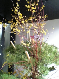 �e�l�`���b�s�[ �c�i����