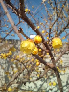 �e�l�`���b�s�[ �c�i����