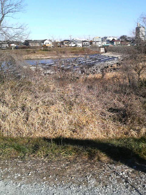 �e�l�`���b�s�[ �c�i����