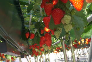 �e�l�`���b�s�[ �c�i����