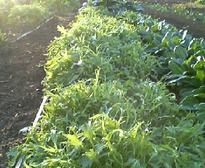 �e�l�`���b�s�[ �c�i����