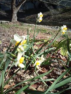 �e�l�`���b�s�[ �c�i����