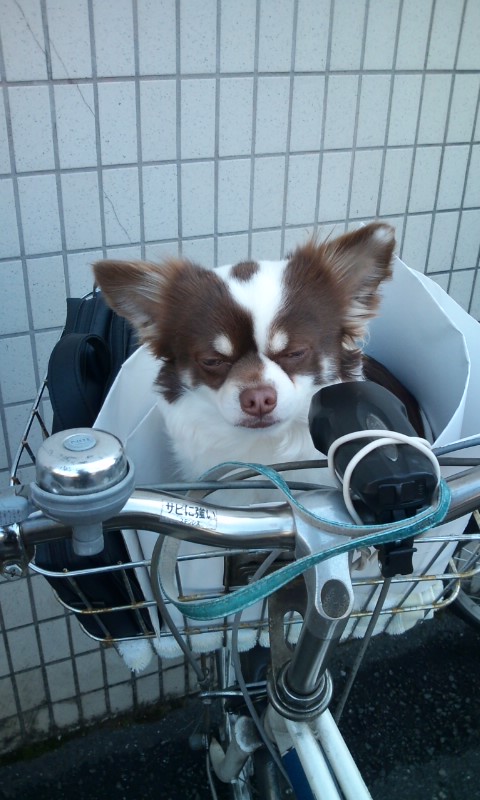 �e�l�`���b�s�[ �c�i����