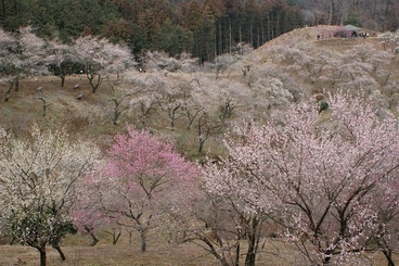 �e�l�`���b�s�[ �c�i����