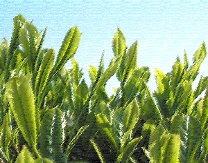 �e�l�`���b�s�[ �c�i����