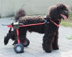 �e�l�`���b�s�[ �c�i����