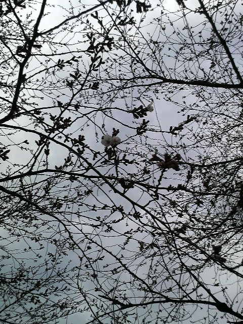 �e�l�`���b�s�[ �c�i����